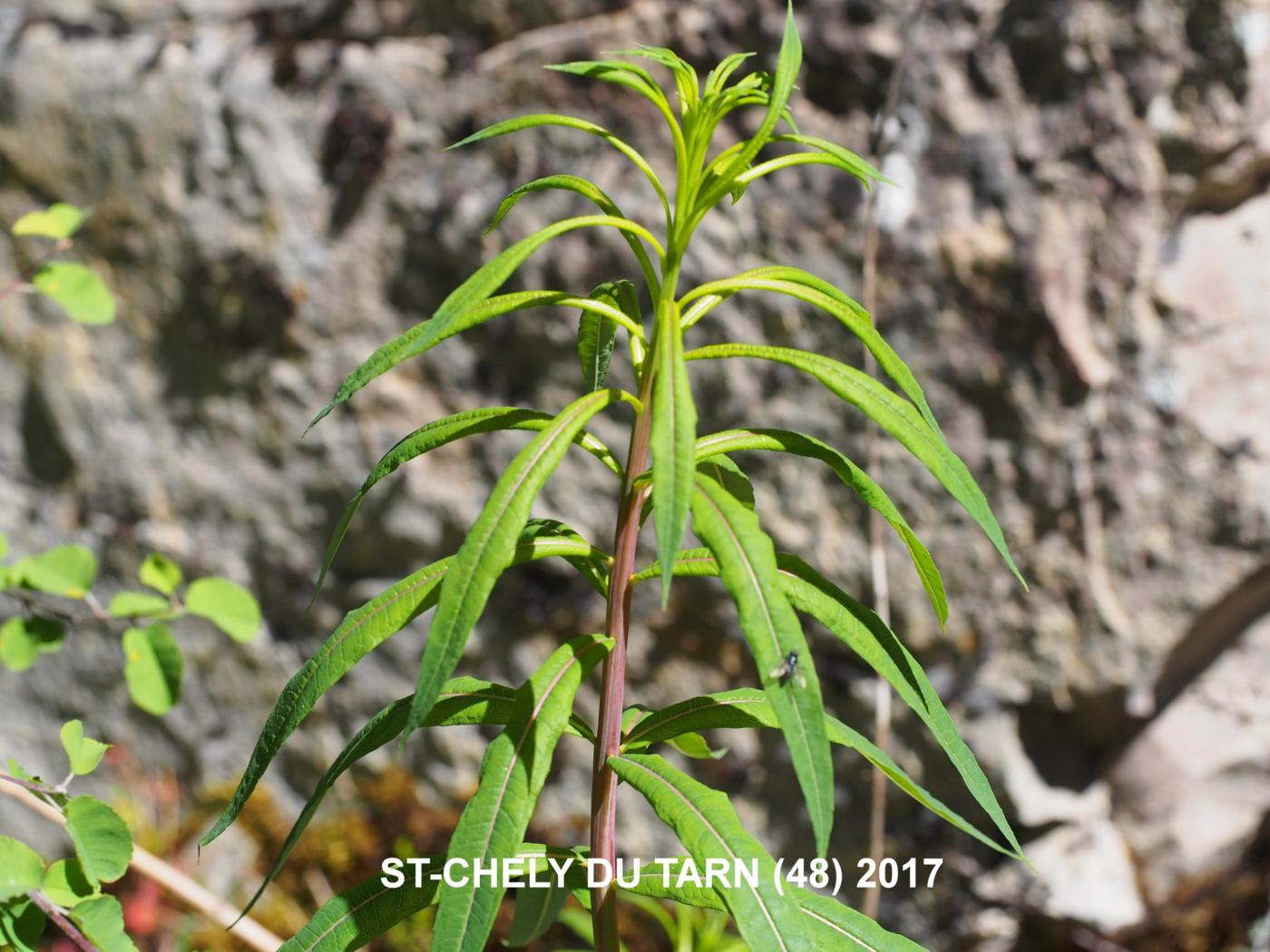 Willow-herb, Rosebay leaf